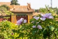 Ã¤Â¸Â­Ã¥âºÂ½Ã¥ÅâÃ¤ÂºÂ¬Ã¦â¢Â¯Ã¥Â±Â±Ã§â°Â¡Ã¤Â¸Â¹ Jingshan peony in Beijing, China